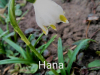 hana1