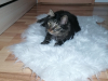 1_lebar_mojca_der-neugierige-kater_slowenien