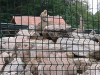 sikaloo_zoo_18