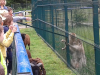 sikaloo_zoo_19