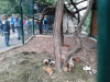 sikaloo_zoo_28