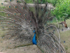 sikaloo_zoo_32